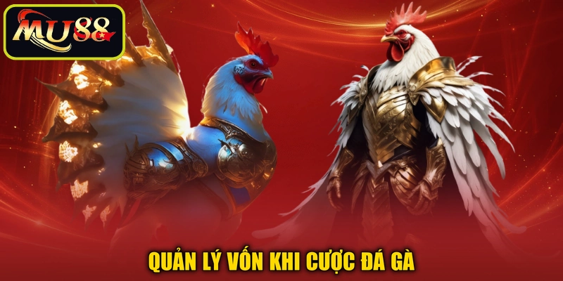 Quản lý vốn khi cược đá gà